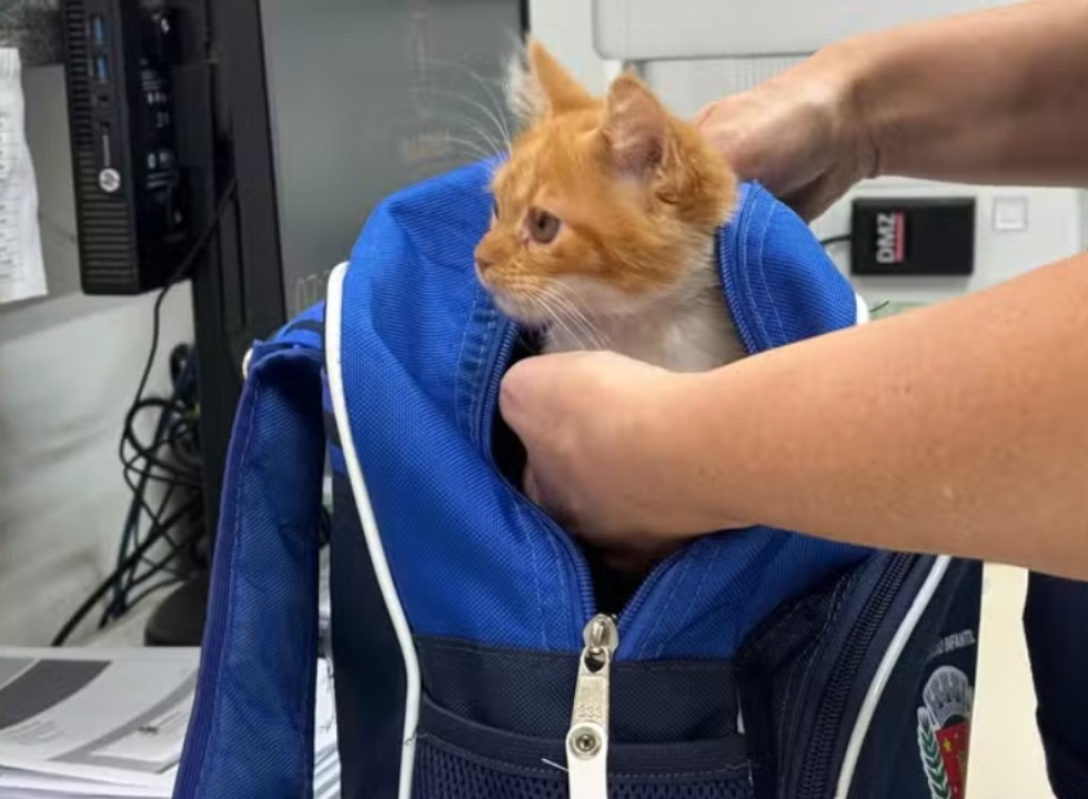 Menina De Anos Surpreende Escola Ao Levar Gata De Estima O Na Mochila