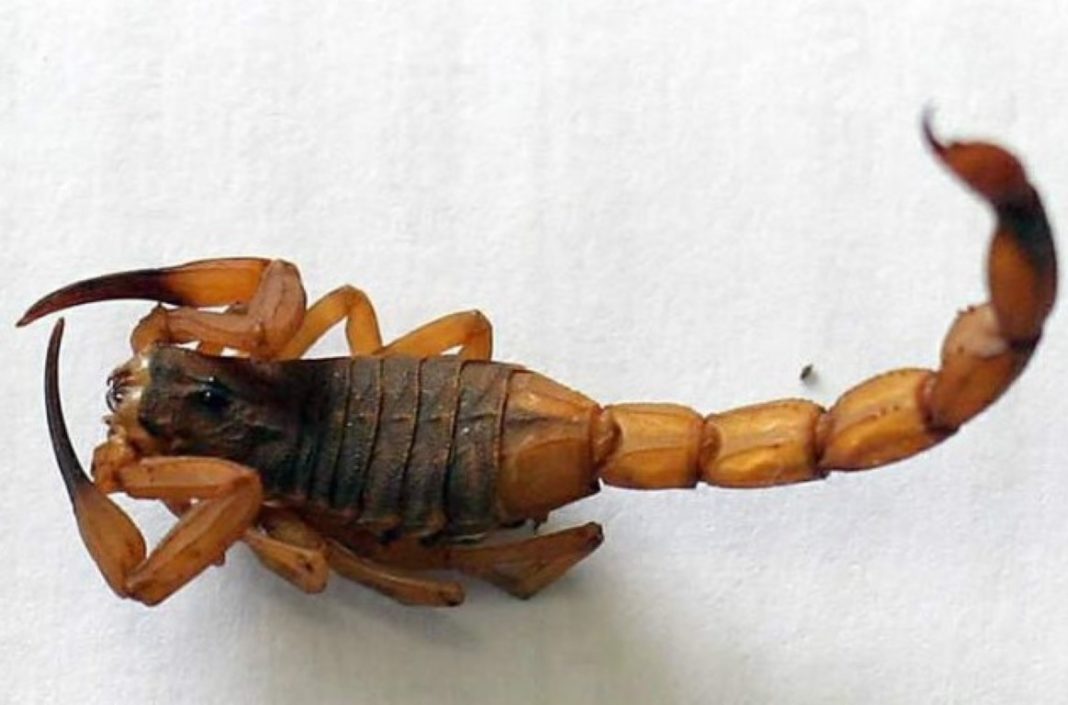 escorpião do mal (Medium)