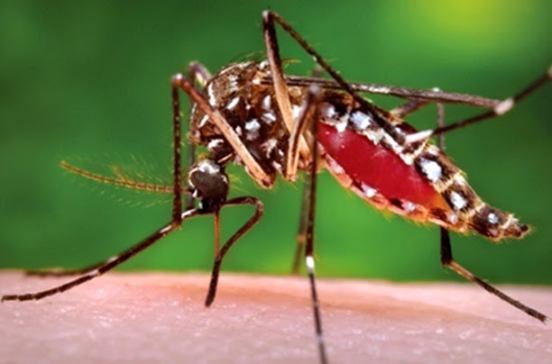 El boletín semanal de dengue no menciona nuevos casos de la enfermedad en Maringa
