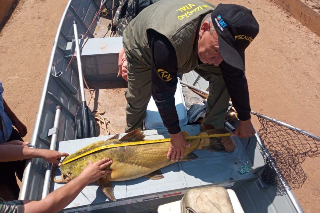 medidas peixes