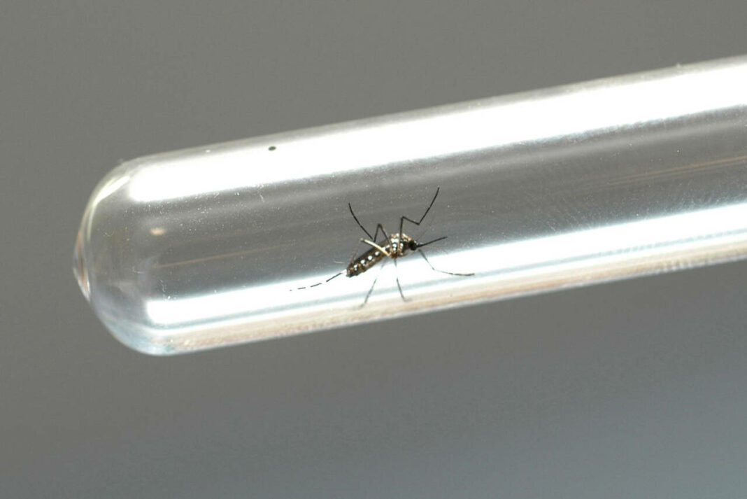 El boletín semanal de dengue confirma 5 nuevos casos en Maringa