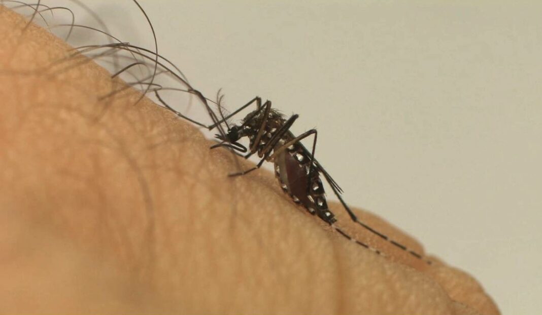 dengue dengue