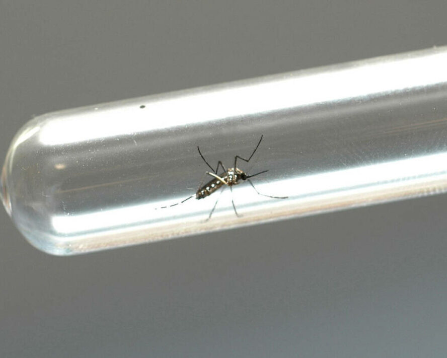 chikungunya / dengue / zika vírus