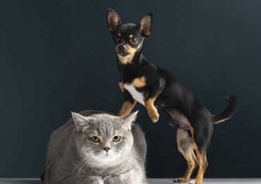 Os benefícios de utilizar ômega 3 em cães e gatos