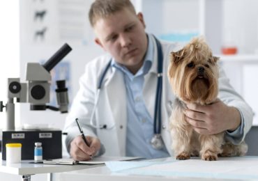 Prevenção contra doenças e parasitas em pets