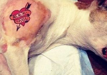Assembleia Legislativa do Paraná aprova projeto que proíbe piercings e tatuagens em animais