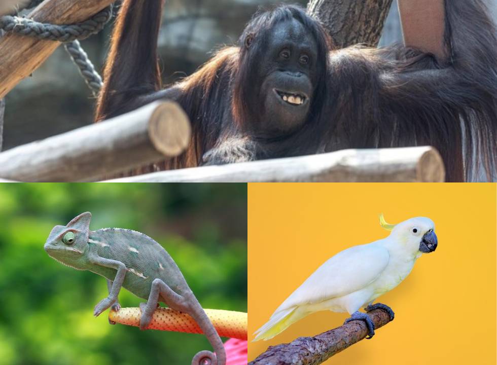 10 Melhores Vídeos Mais Engraçados Do Macaco 2015 