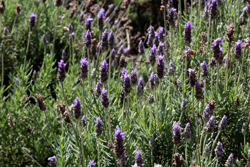 Rota Turística da Lavanda no Paraná