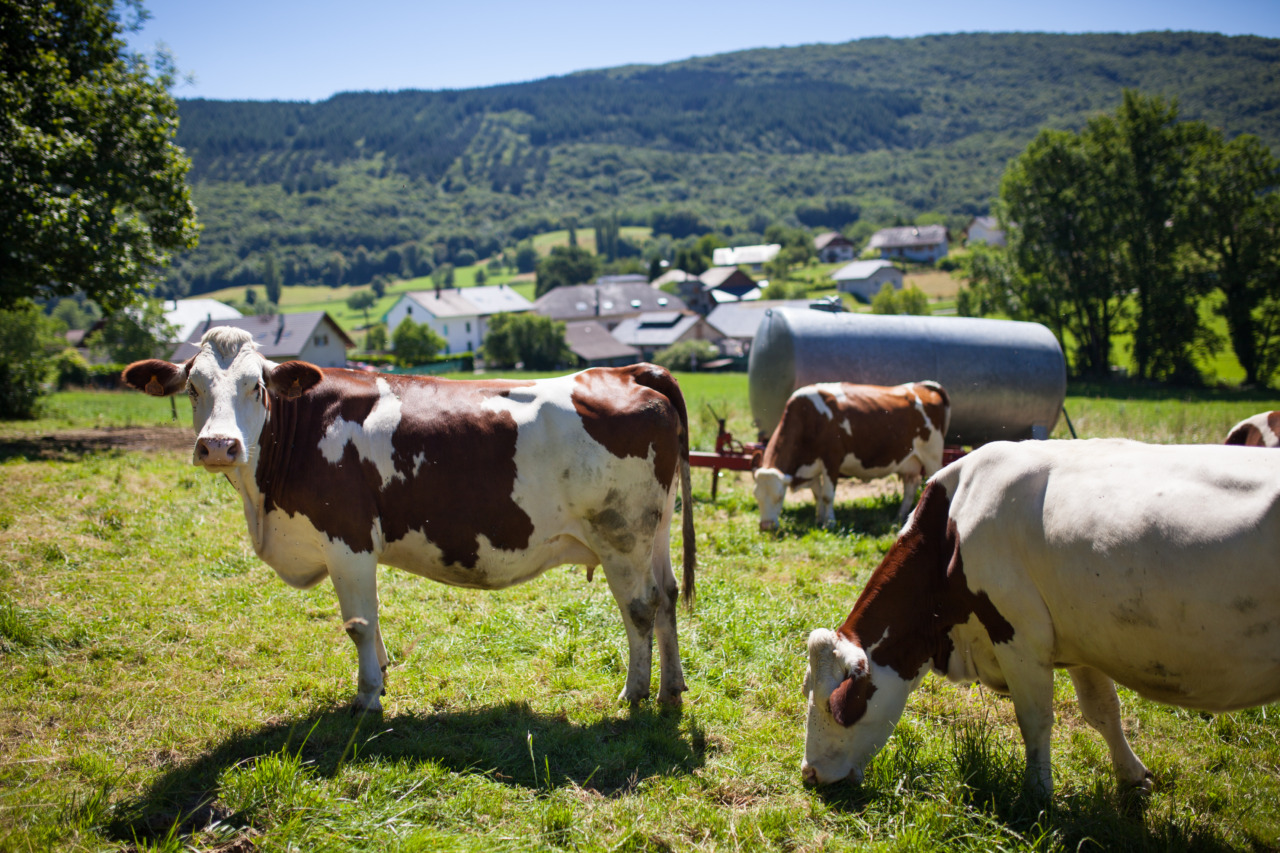 rebanho de vacas