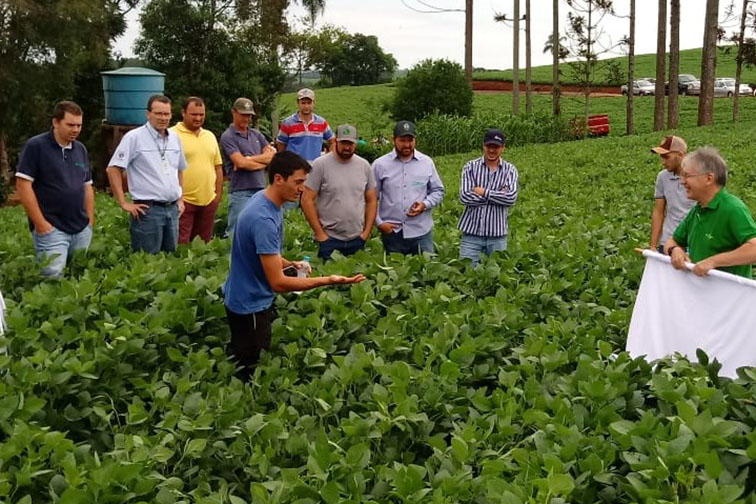 agricultura soja