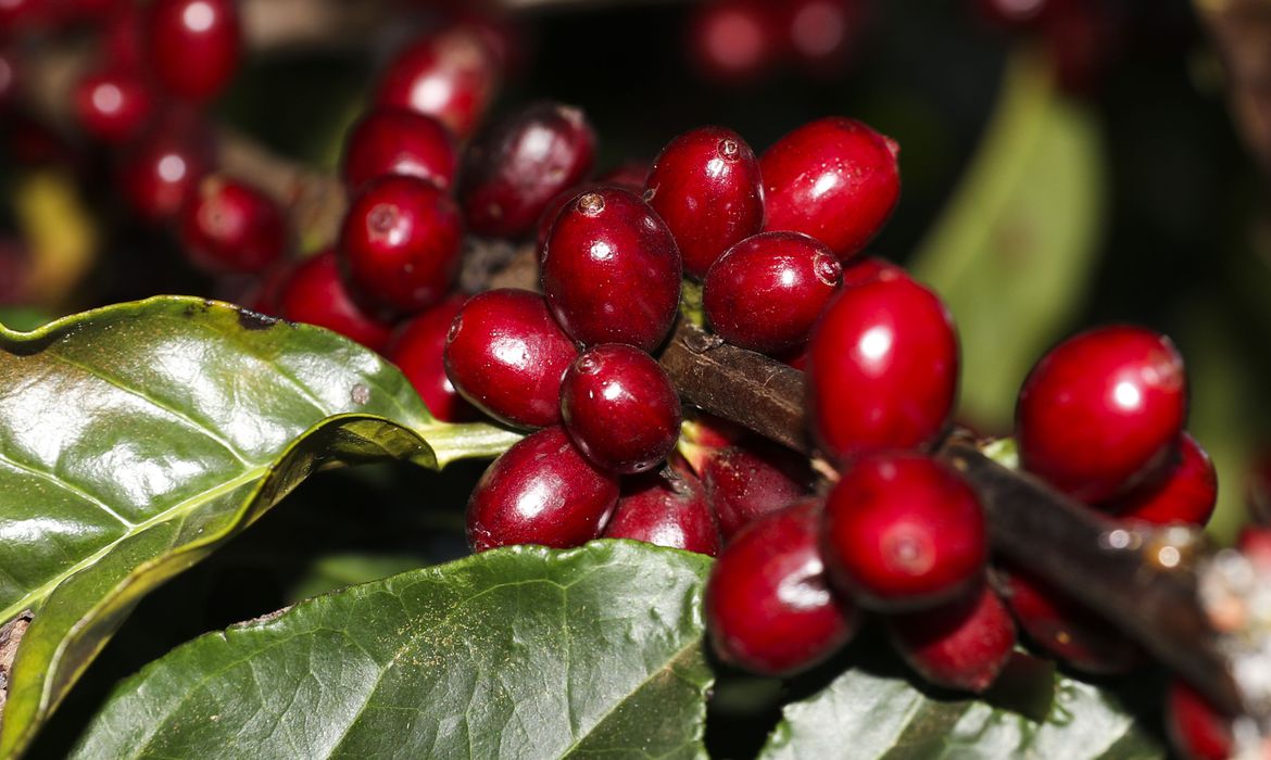 Plantação de Café