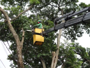 remoção árvores Maringá