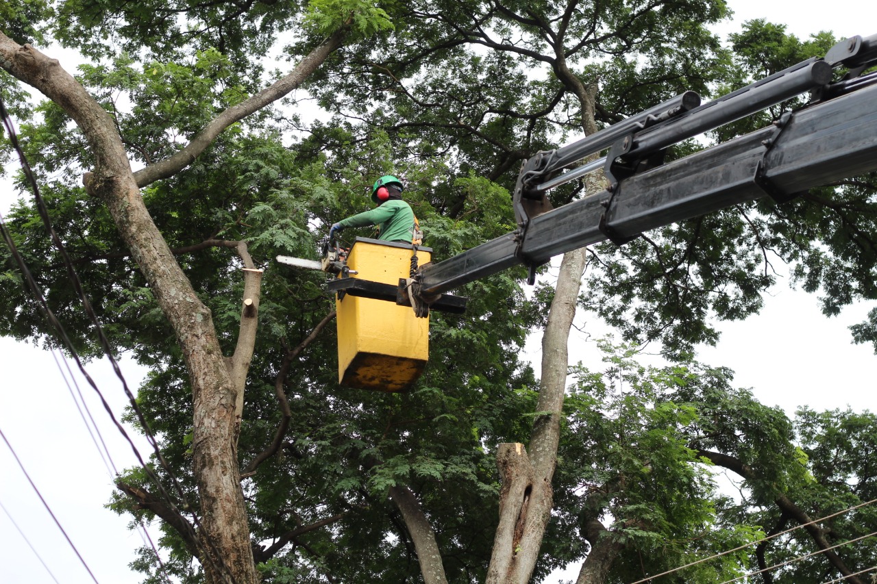 remoção árvores Maringá