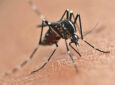 Maringá registra 2ª morte por dengue e 6.393 casos confirmados