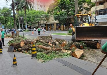 Após denúncia no Maringá Post, prefeitura remove árvore que ameaçava cair
