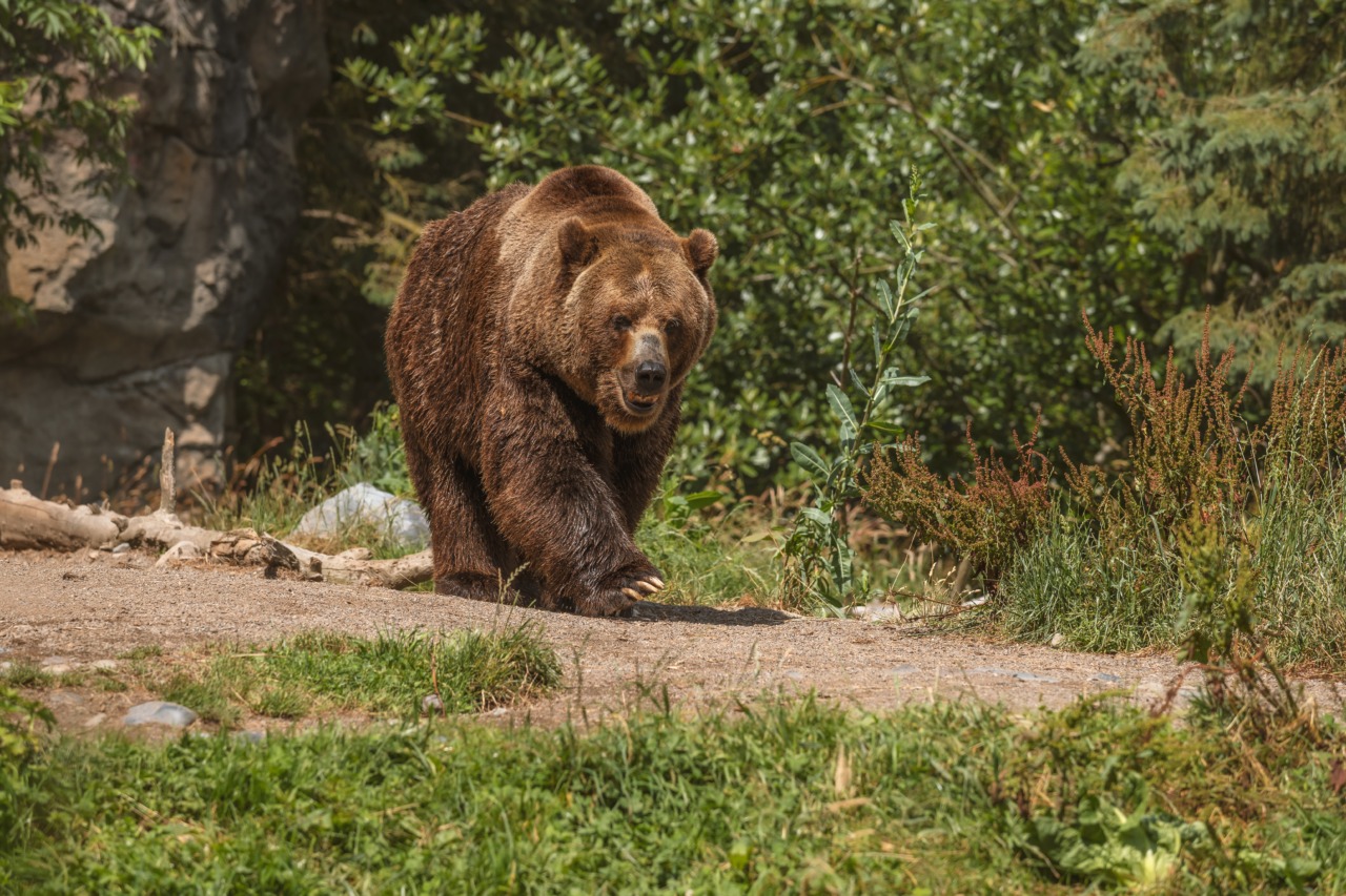 urso-pardo - ursos