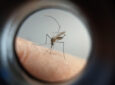 Boletim da dengue confirma 22 mil novos casos e mais 18 óbitos no Paraná