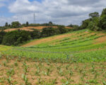 agricultura Paraná