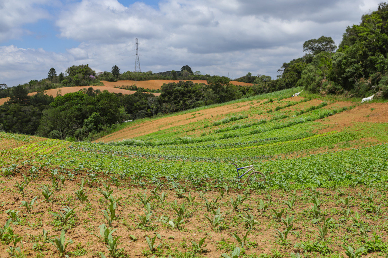 agricultura Paraná