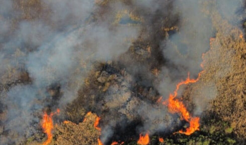 Após aumento de 60% em incêndios, campanha Agosto Cinza busca intensificar a prevenção e combate