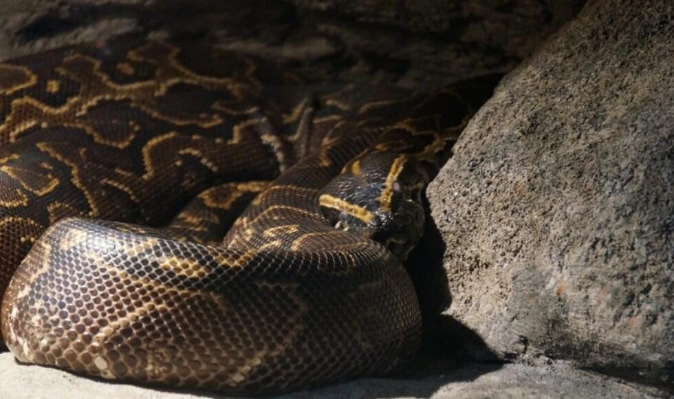 Ataque Fatal Idosa 74 Anos Morta Devorada Cobra Quatro Metros