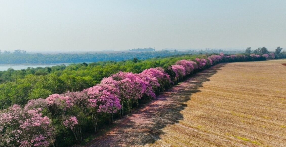 Florada De Ipes Na Faixa De Protecao Do Reservatorio De Itaipu Evidencia Cortina Florestal