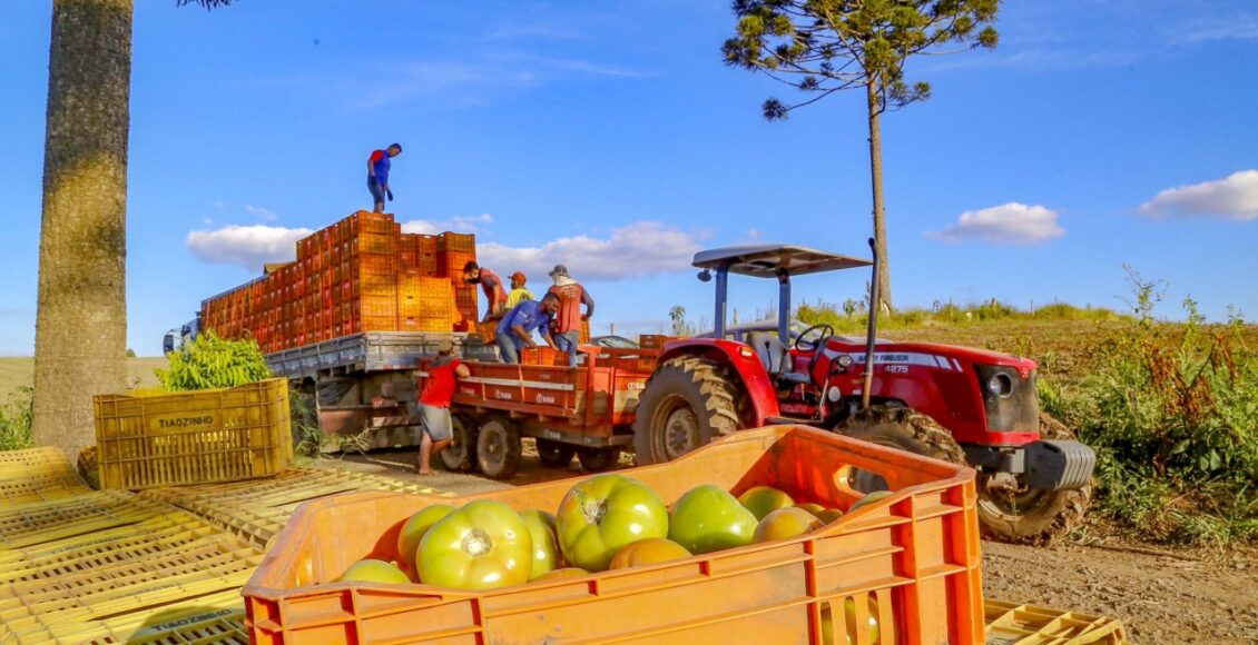 Plantação De Tomate Reserva Pr Gilson Abreu/aen