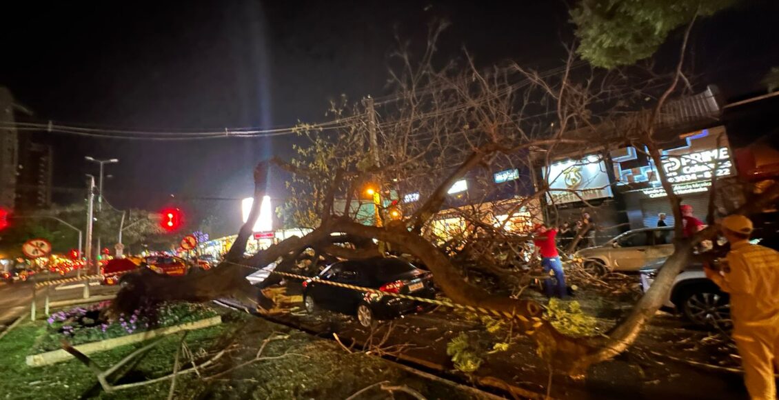 Arvore De Grande Porte Cai No Centro De Maringa E Atinge Sete Veiculos Uma Mulher Ficou Ferida