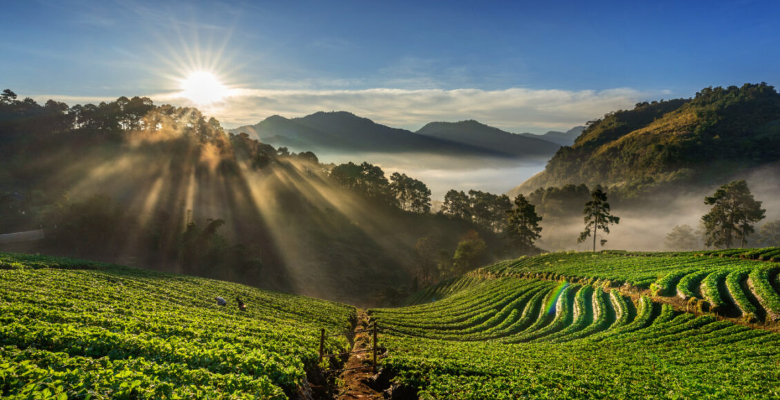 Beautiful Strawberry Garden And Sunrise On Doi Ang Khang , Chian