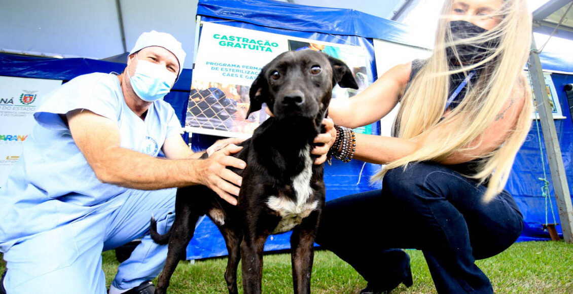 Castrapet Comeca Em Novembro Com Meta De Esterilizar 35 Mil Animais Em Maringa E Outros 174 Municipios