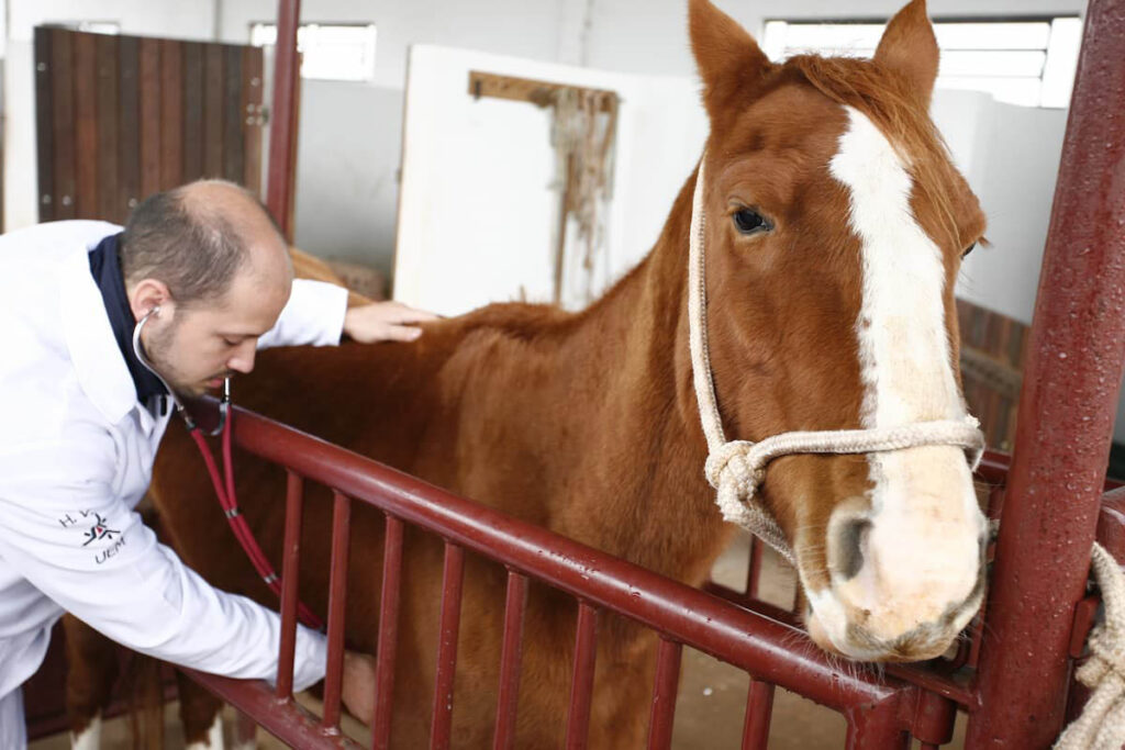 Hospital Veterinario Umuarama 1261 Site