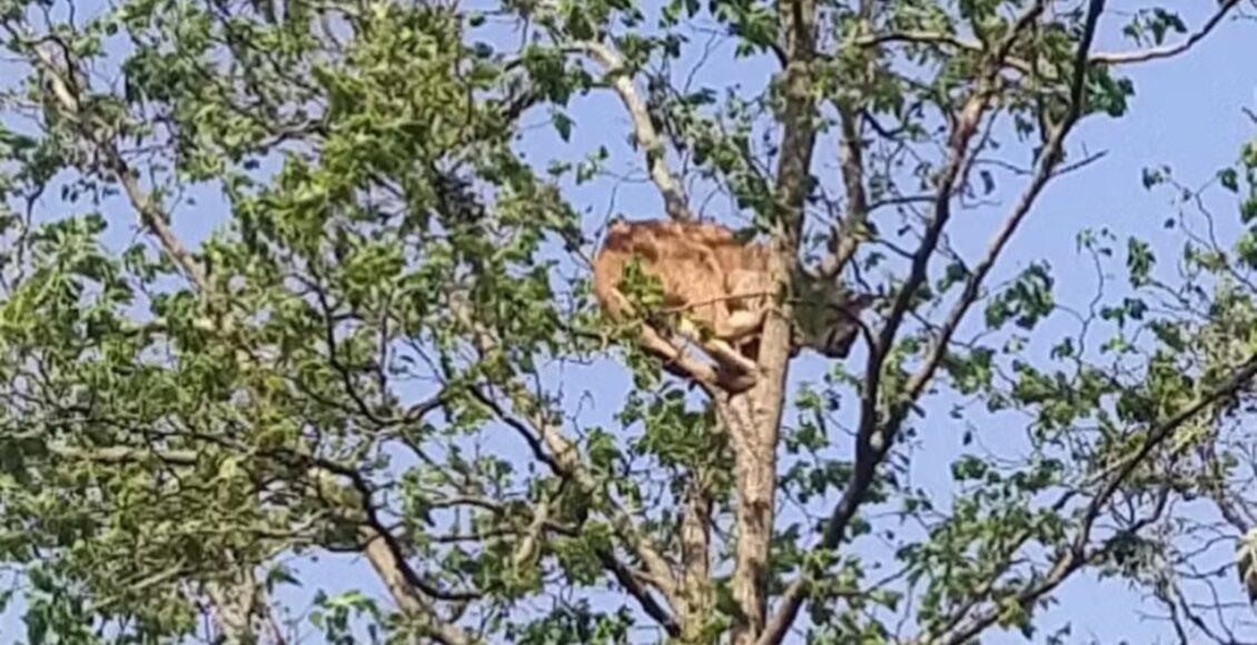 Onca Parda E Resgatada Apos Escalar Arvore De 20 Metros No Parana Veja O Video