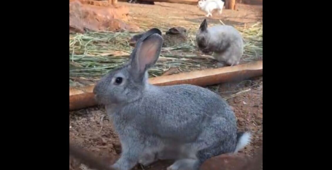 Operacao Em Maringa Salva 168 Coelhos Em Situacao De Maus Tratos E Impoe Multa De Rs 500 Mil