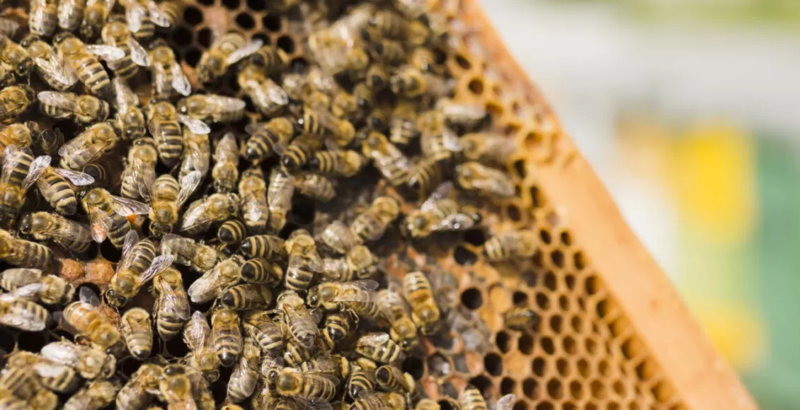 Honeycomb With Bees