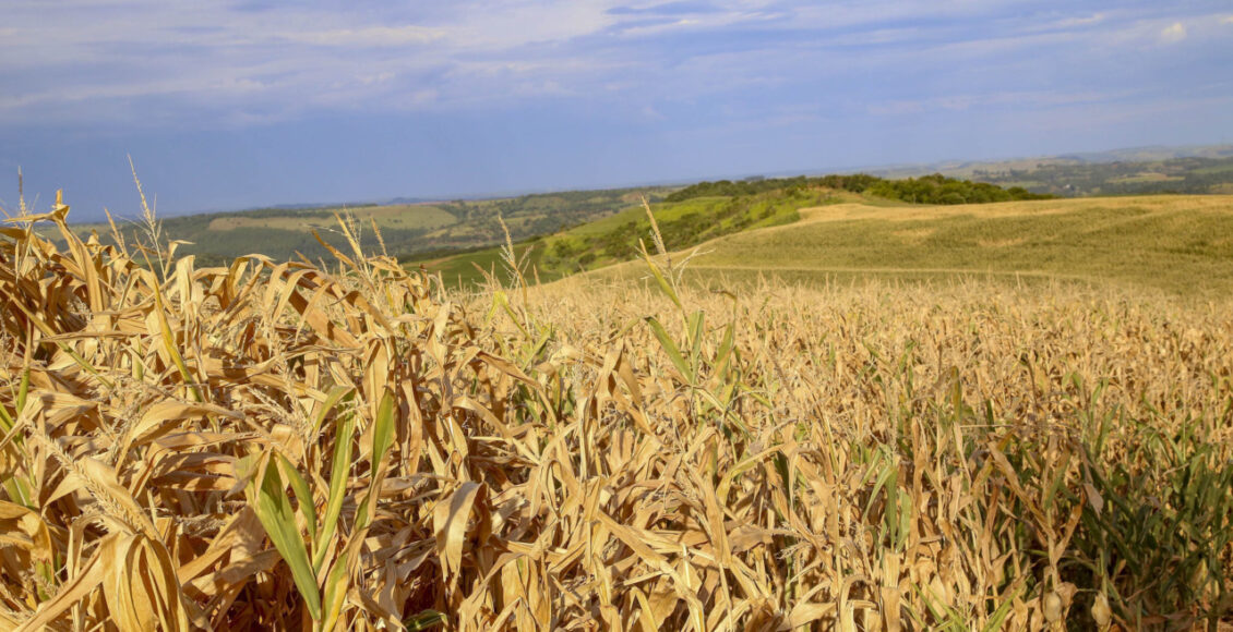 Plantação De Milho Na Fazenda Esperança Em Lindoeste