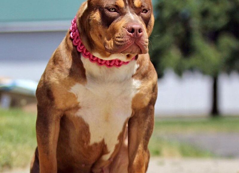 Best Pitbull Breeders In Virginia Va, Best Pitbull Breeders In Virginia