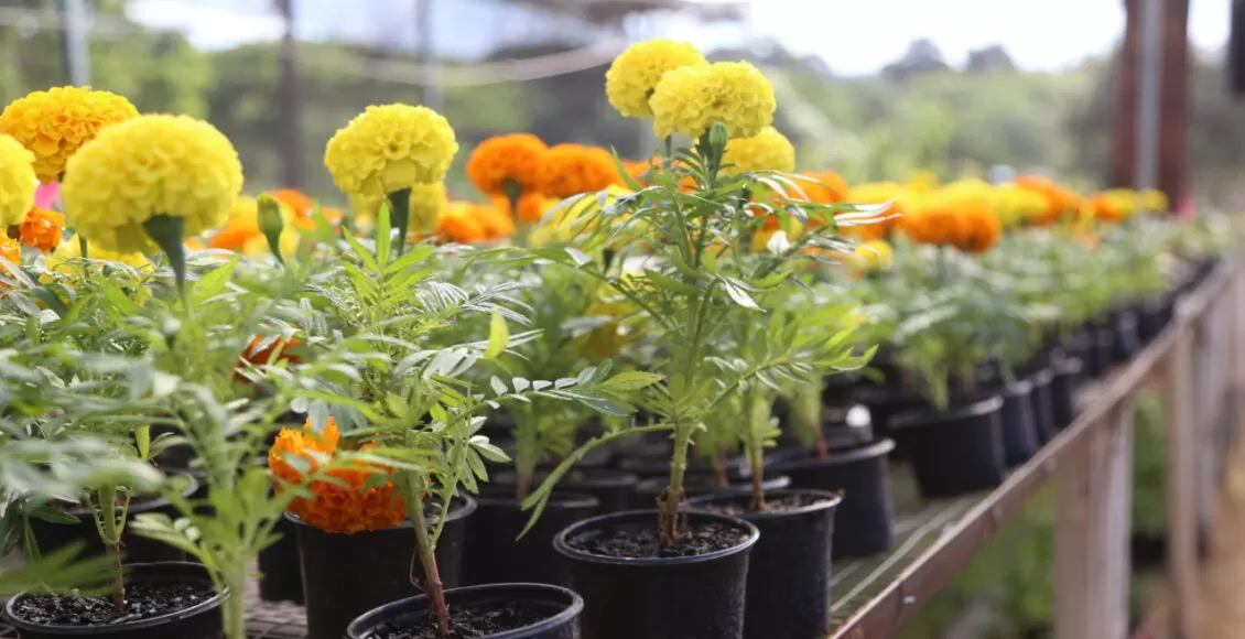 Com Plantas A Partir De Rs 2 Festa Das Flores Comeca Nesta Quinta Feira 7