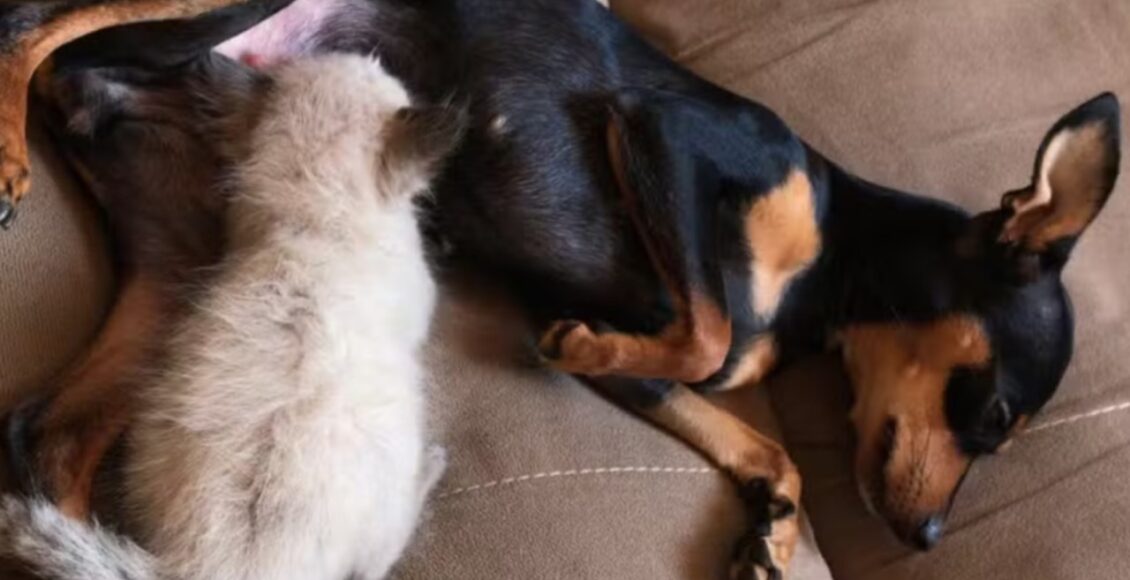 Instinto Materno Pinscher Adota Filhote De Gato E Comeca A Amamenta Lo