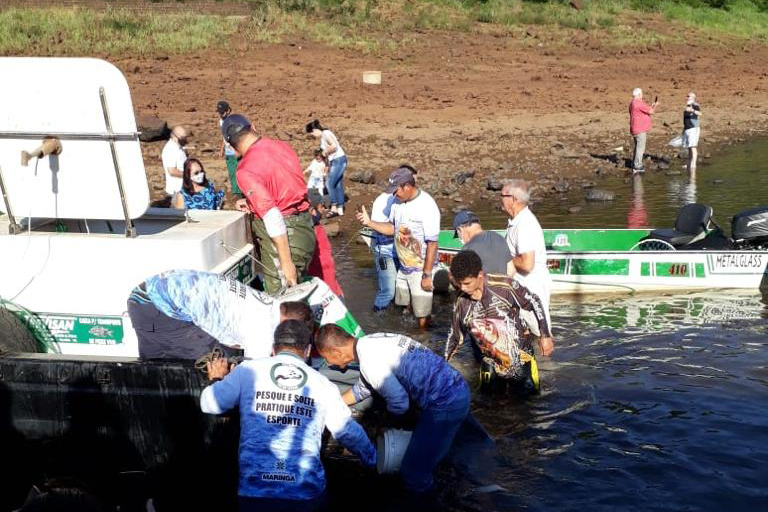 Novo Ciclo Do Rio Vivo Vai Soltar 26 Milhoes De Peixes Nativos Nas Bacias Do Parana