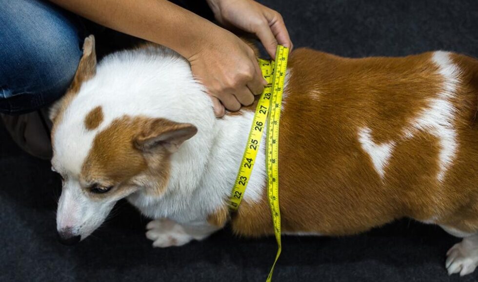 Obesidade Em Pets Quais Sao Os Riscos Para A Saude