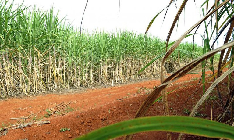 Producao De Cana De Acucar Na Safra 224 25 Sofre Impacto Das Condicoes Climaticas