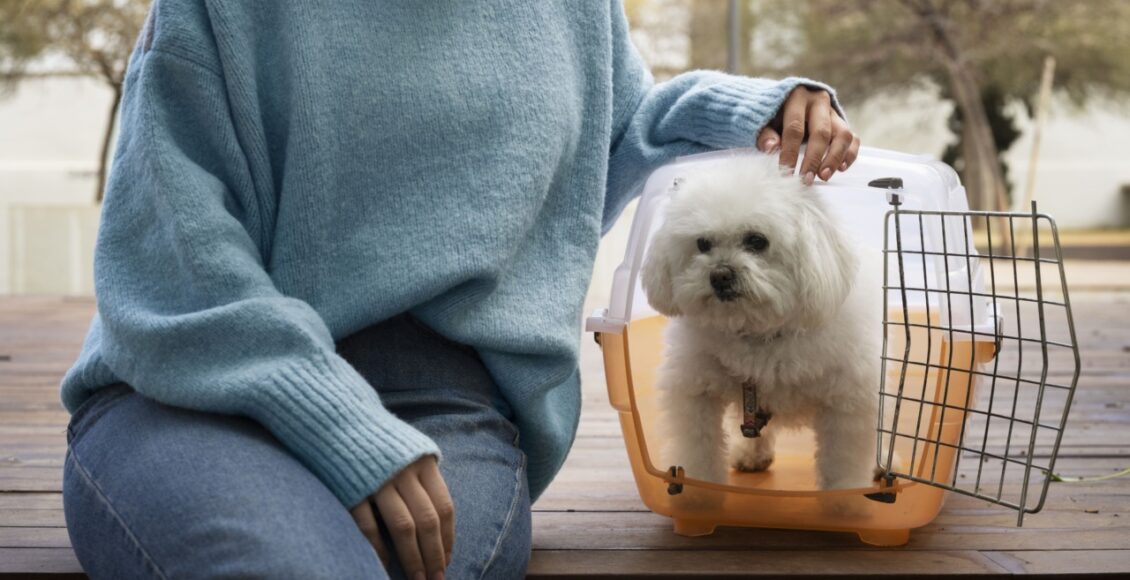 Ferias Chegam E Trazem Um Dilema Viajar Ou Nao Com Os Pets