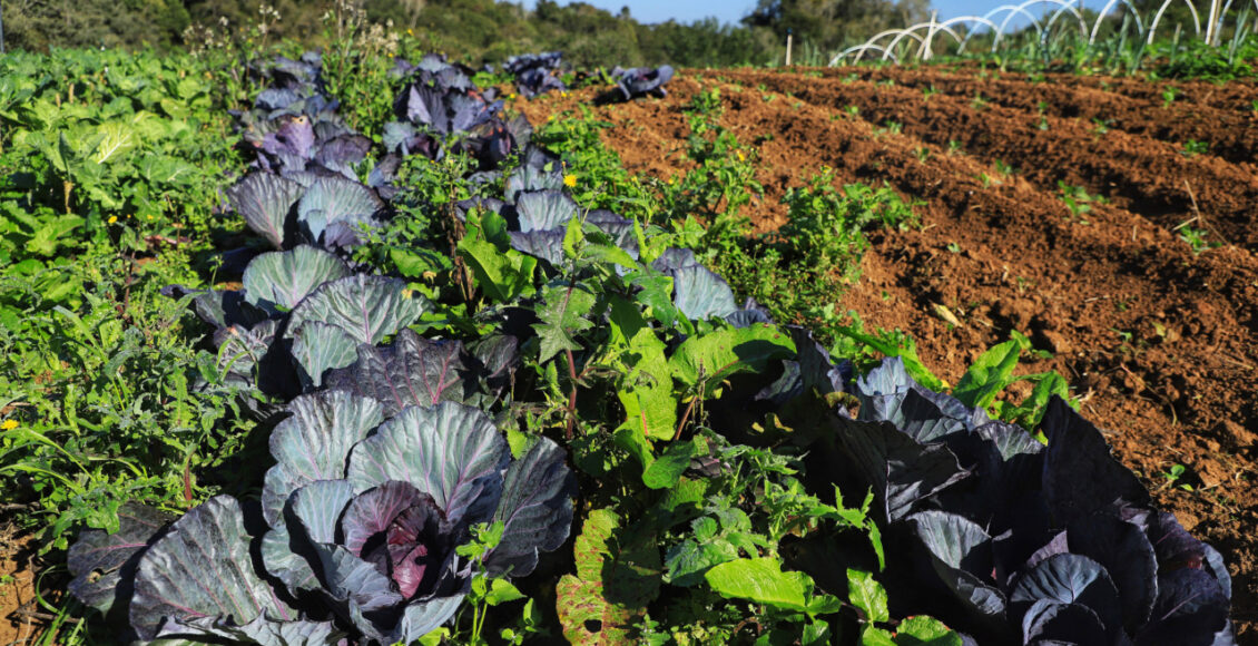 Projeto Renda Agricultor Familiar Passa A Atender 10 Mil Pessoas No Parana