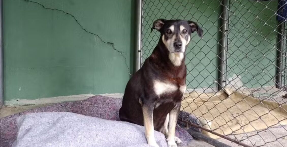 Amigo Fiel Cachorro Chora E Tenta Entrar Em Ambulancia Para Acompanhar Tutor Ferido