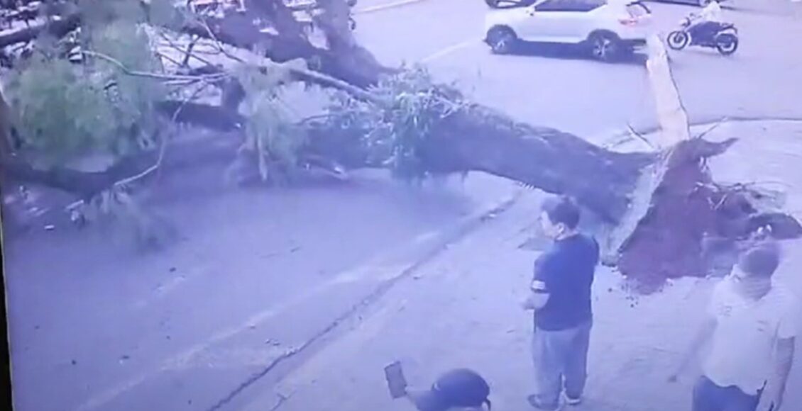 Arvore De Grande Porte Cai No Centro De Maringa E Atinge Caminhonete Em Movimento Veja O Video