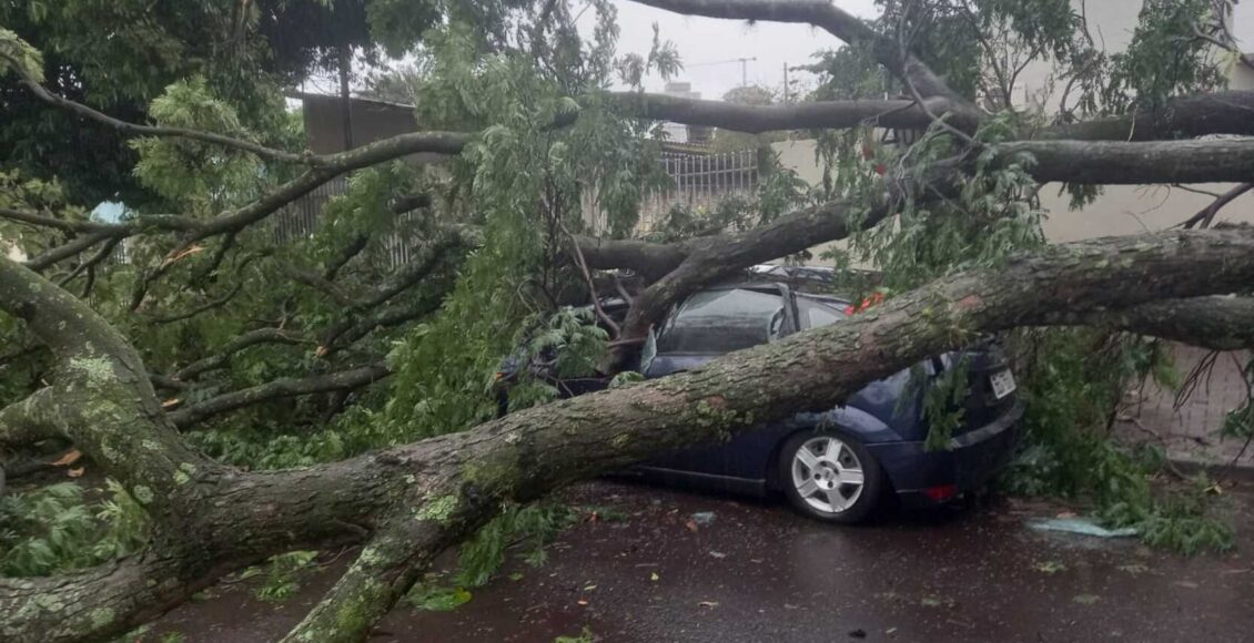 Durante Chuva Forte Arvore De Grande Porte Cai Sobre Carro E Bloqueia Rua Em Maringa