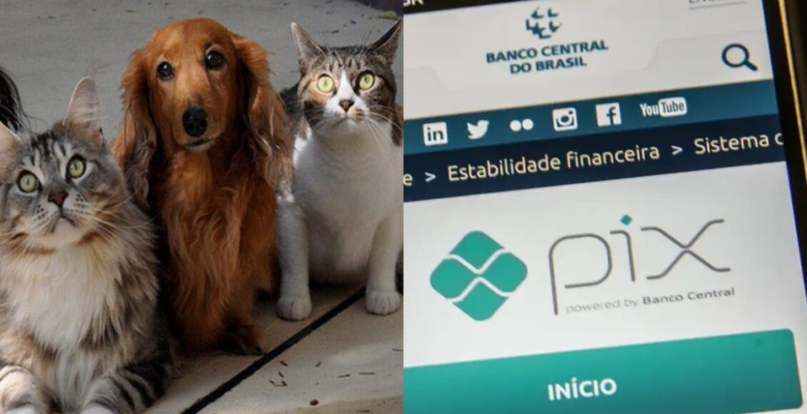 Governo Nao Vai Cobrar Imposto Sobre Animais De Estimacao Nem Pix