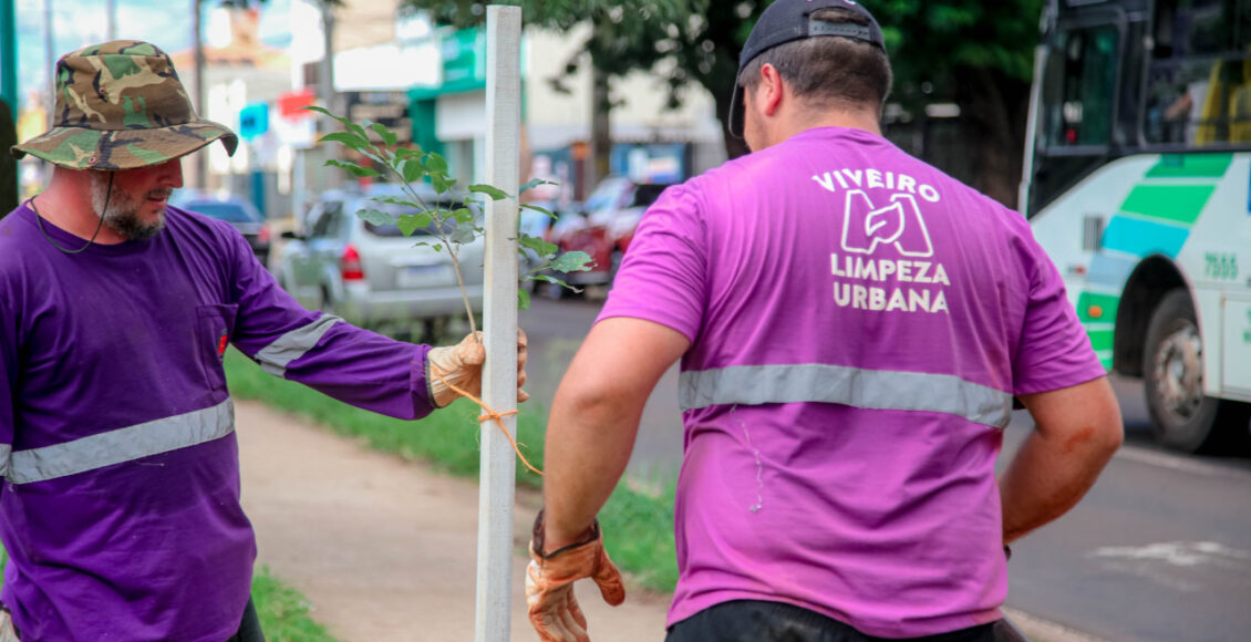 Prefeitura De Maringa Realiza Plantio De Novas Arvores Na Avenida Mandacaru