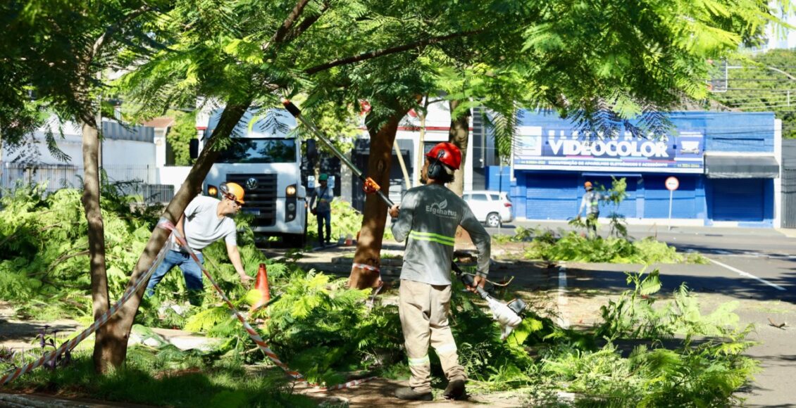 Maringa Intensifica Acao De Poda E Remocao De Arvores Na Avenida Prudente De Moraes