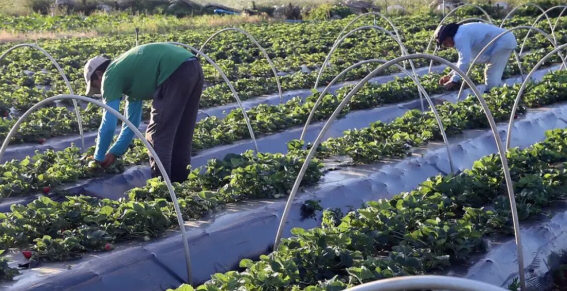 Novos Produtos Recebem Bonus No Programa De Garantia De Precos Para A Agricultura Familiar